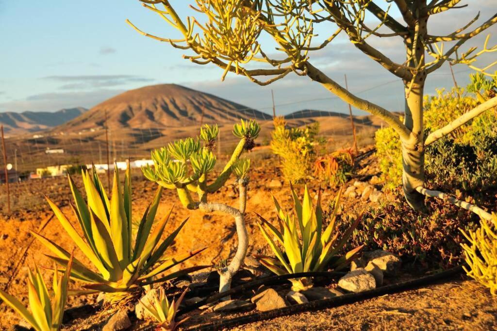 Romantica Fuego - Eco Retreat Finca Artis Tirma Tarajalejo Eksteriør bilde